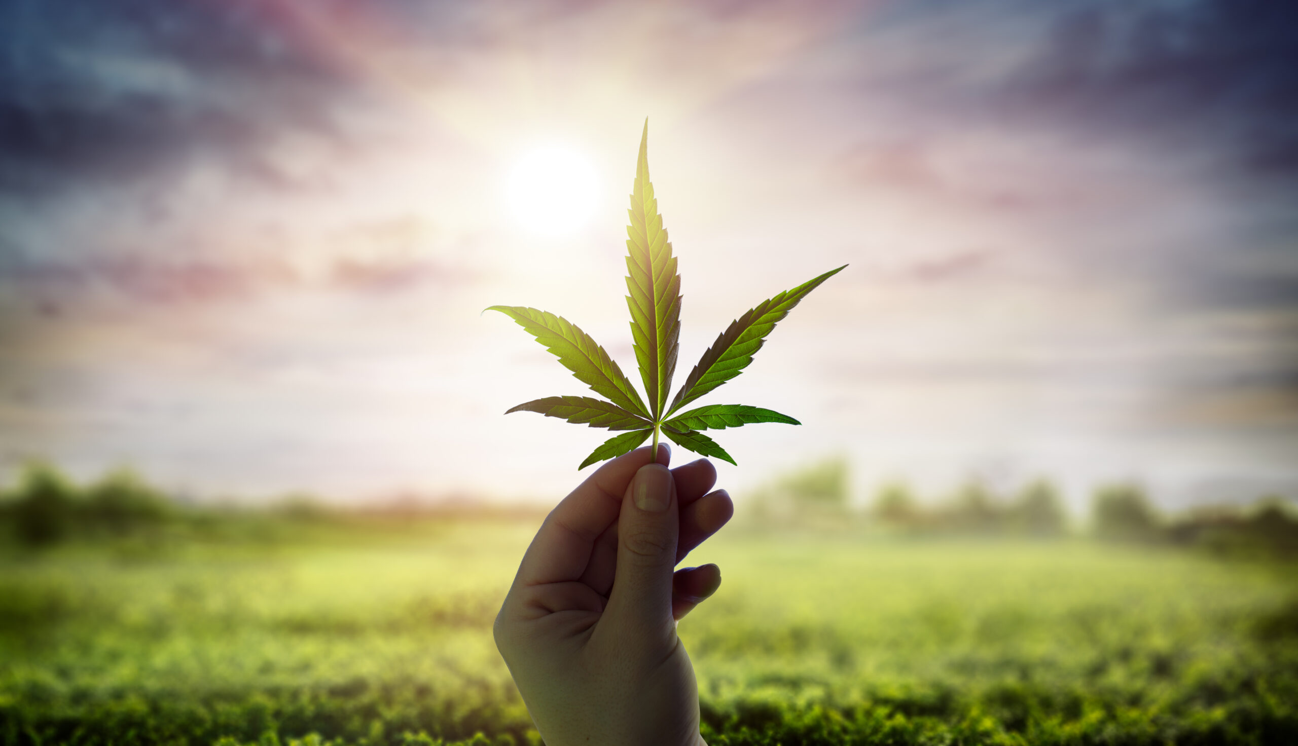 Cannabis Plant